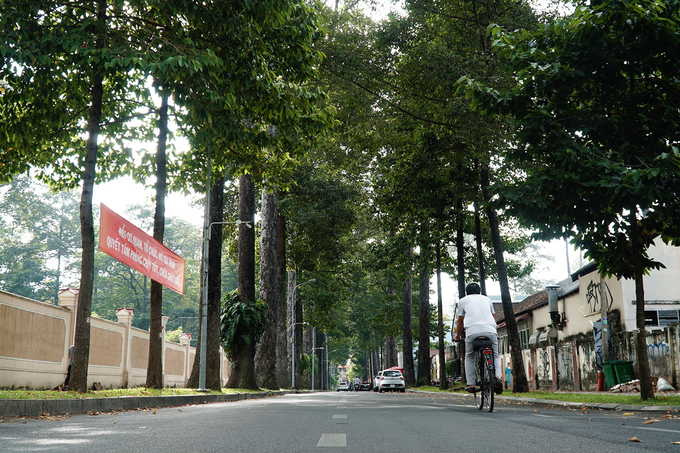 Những hàng cây có tuổi hơn một đời người giữa lòng Sài Gòn