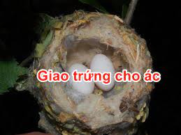 Giao trứng cho ác