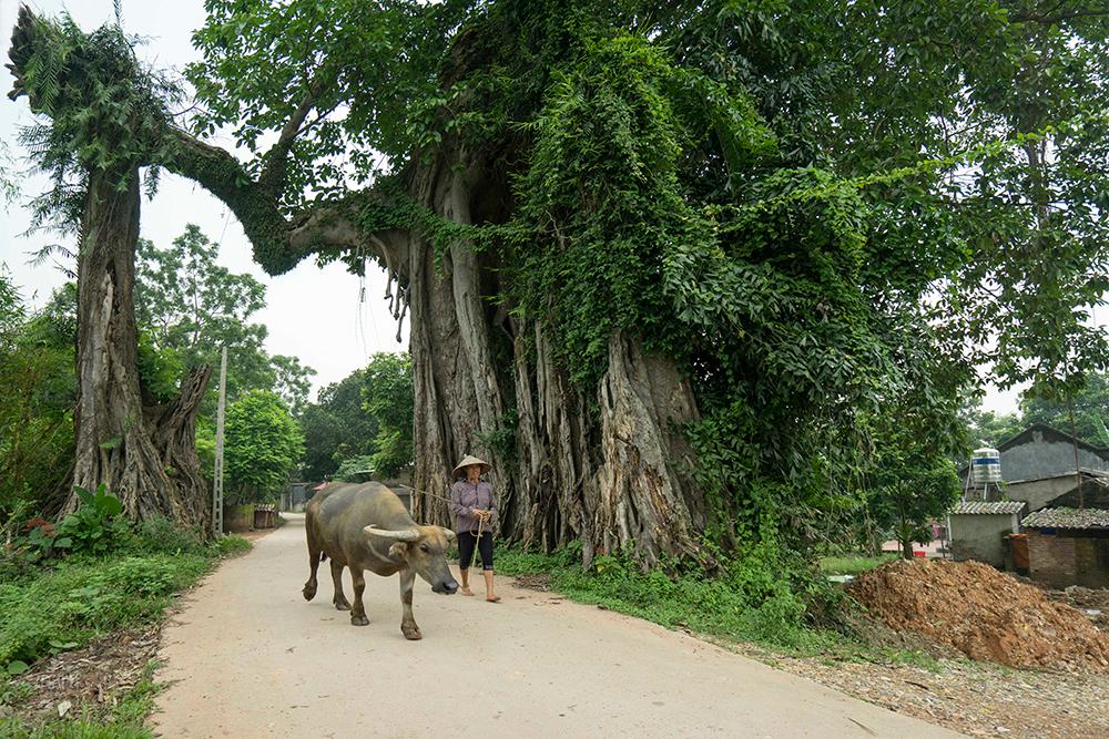 Giữ cây đa là cứu hồn làng