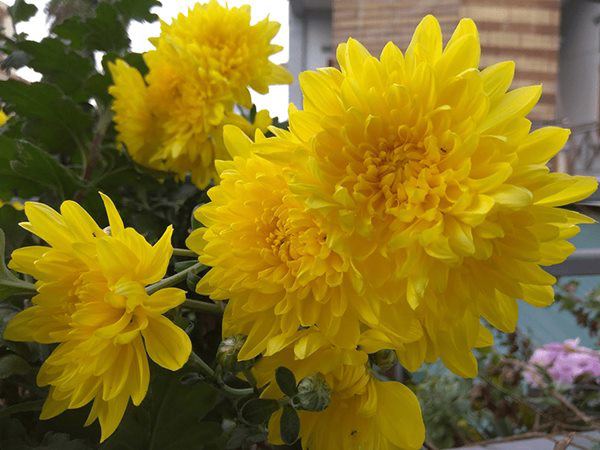 6 loại hoa nên đặt lên bàn thờ Tết Đoan Ngọ, mang ý nghĩa may mắn bình an - 3
