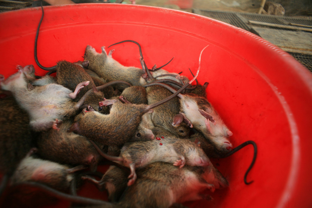Lạnh gáy ở làng thịt chuột lớn nhất Nam Bộ