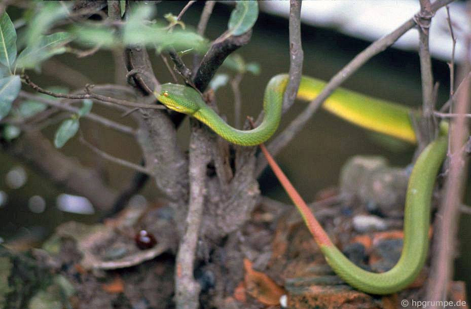 Trại rắn Don Tâm: Rắn cây xanh