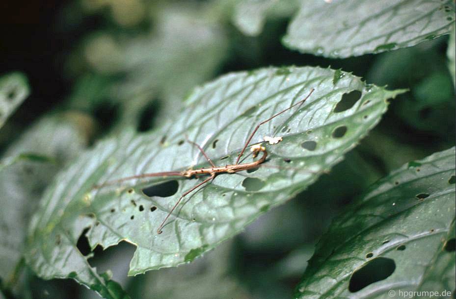 Vườn Quốc gia Cúc Phương: Stick insect