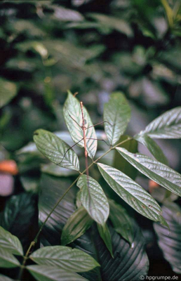 Vườn Quốc gia Cúc Phương: Stick insect