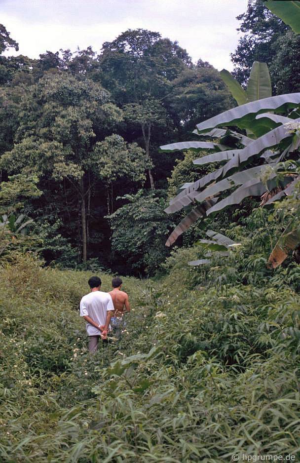Vườn Quốc gia Cúc Phương: Jungle trek