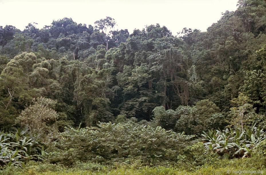 Vườn Quốc gia Cúc Phương: rừng rậm