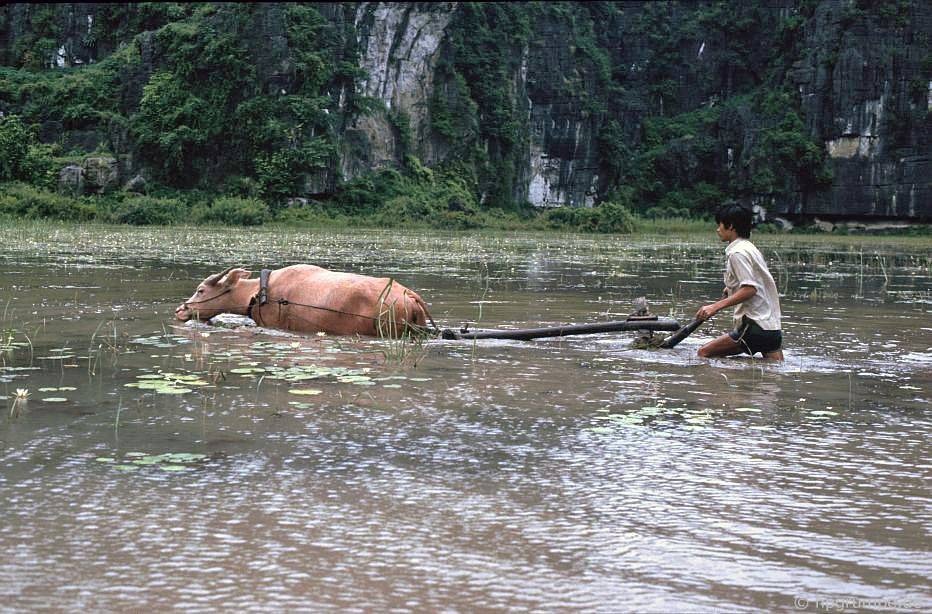 Cày với trâu