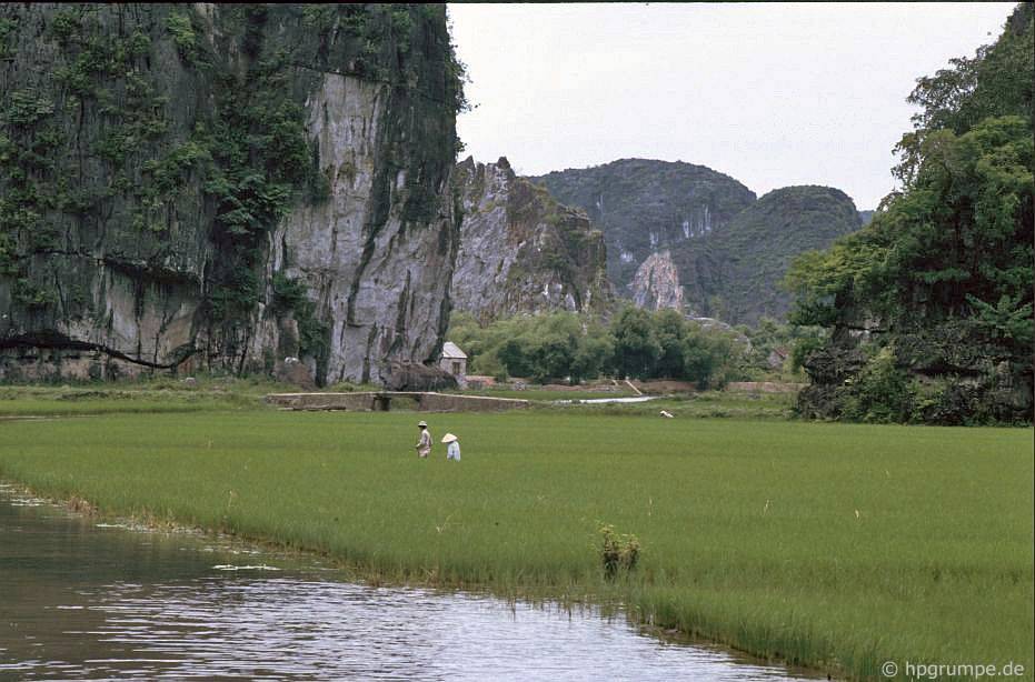 Ruộng lúa ở vịnh khô