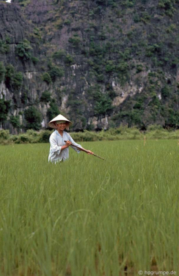 Ruộng lúa ở vịnh khô