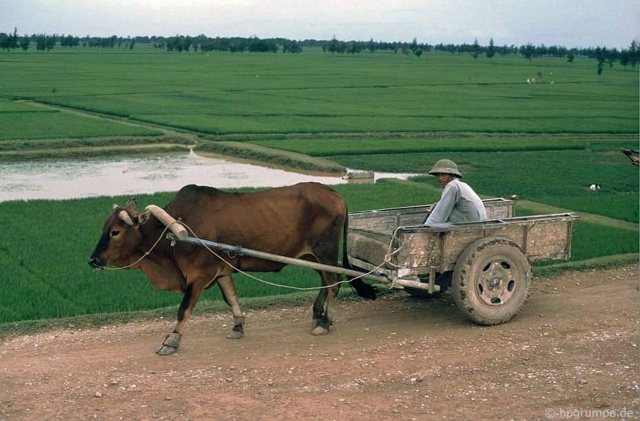 Xe bò và ruộng lúa