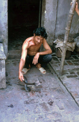 Lê Mát: thương nhân rắn