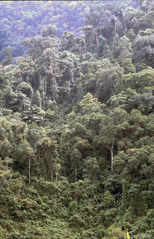 Phần còn lại của rừng nhiệt đới trên Đường mòn Hồ Chí Minh