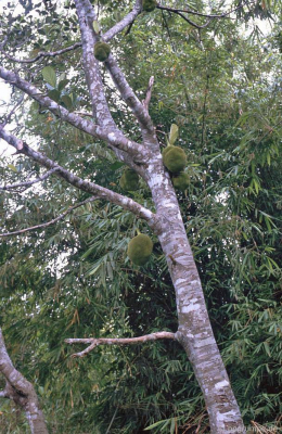 Jack Fruit Tree