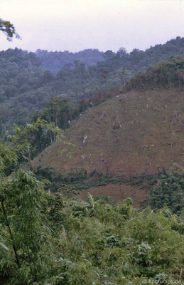 Slash-and-burn tại đường mòn Hồ Chí Minh