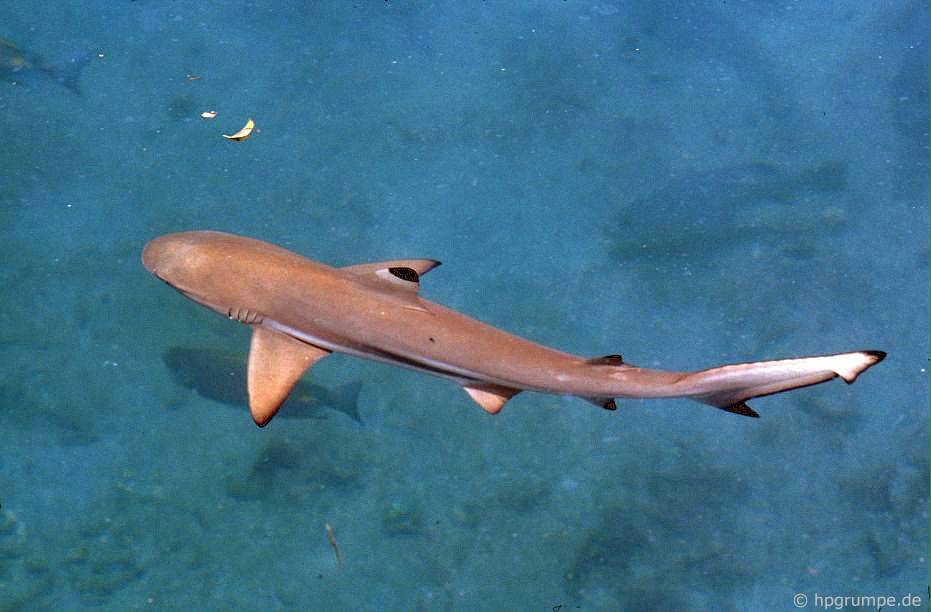 Đảo Hòn Miễu: cá mập