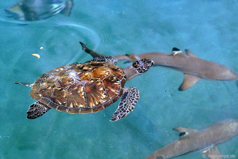 Đảo Hòn Miễu: rùa biển và cá mập