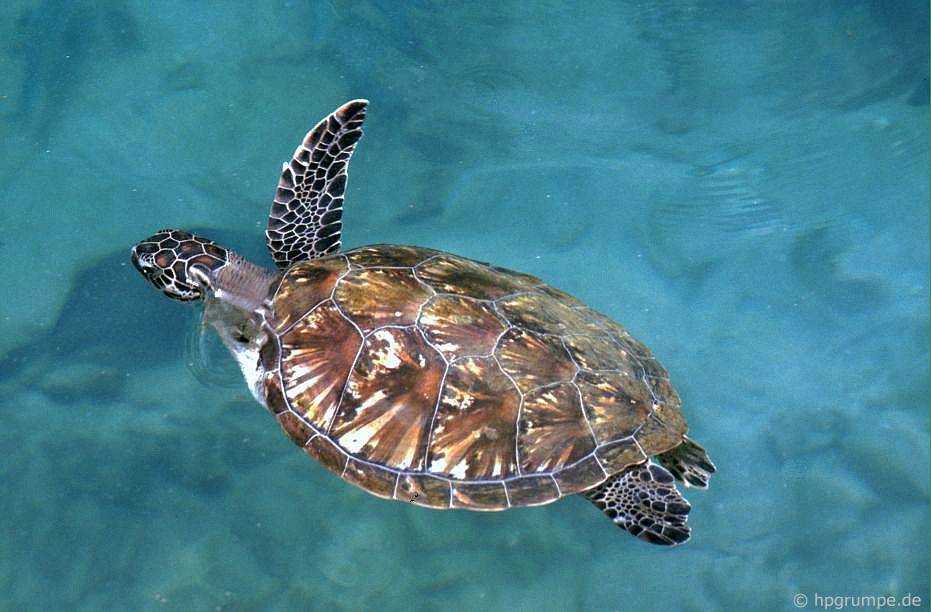 Đảo Hòn Miễu: rùa biển