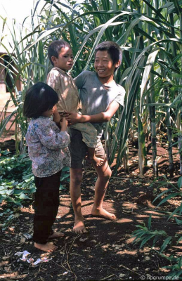 Trẻ em và mía