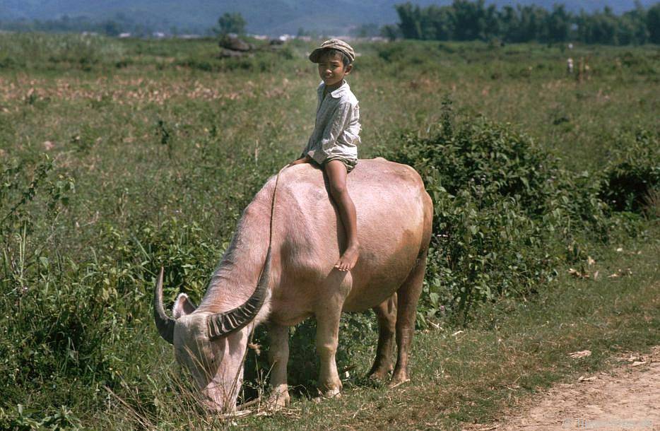 Điện Biên: Buffalo boy