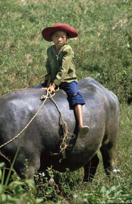 Điện Biên: Buffalo boy