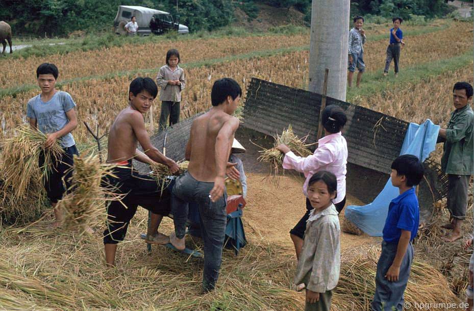 tuốt lúa