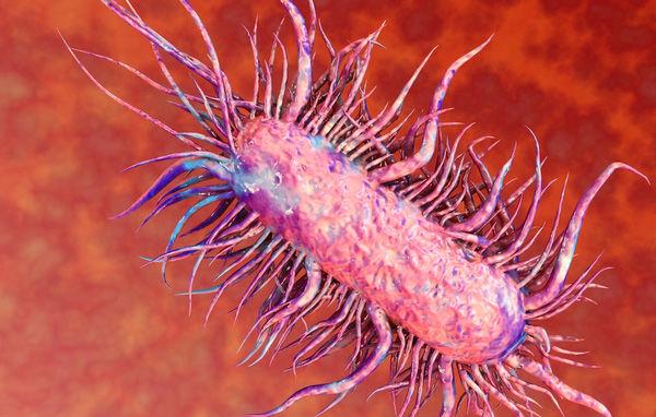 Vi khuẩn ăn thịt người là gì? Lây nhiễm qua đâu?