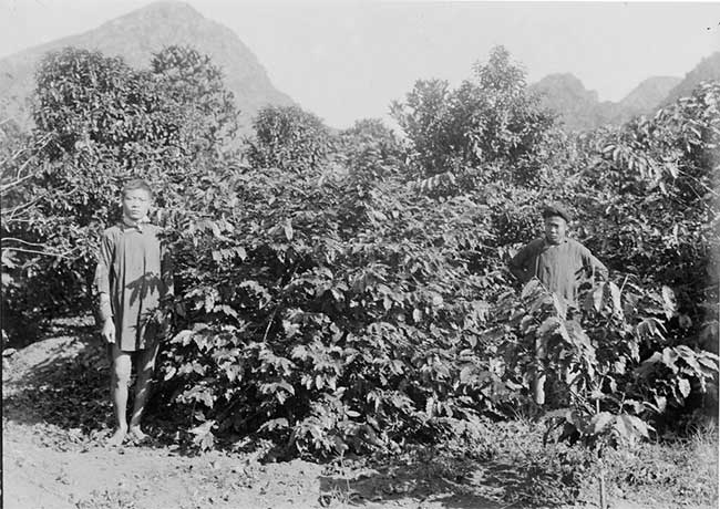 Nguồn gốc du nhập cây cà phê vào Việt Nam
