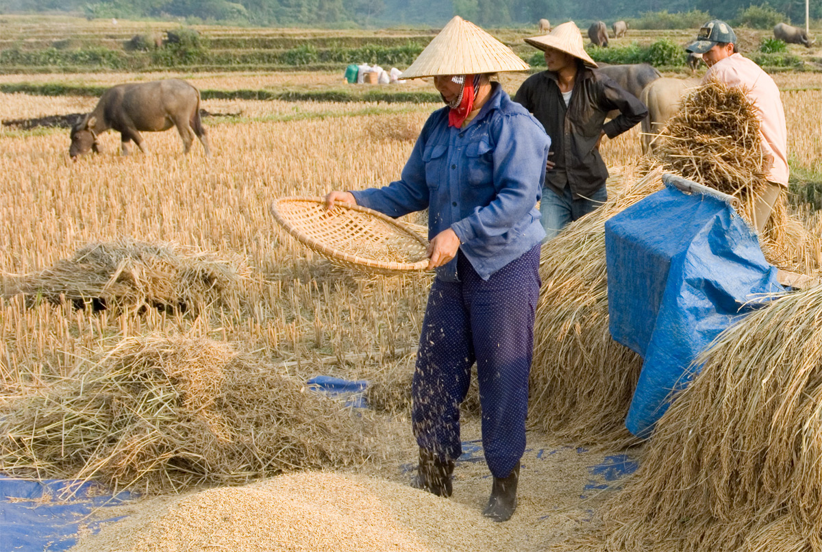 Tiếng Việt ngày nay bá đạo vãi lúa