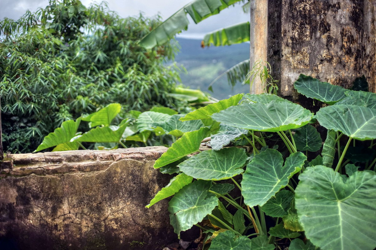 Lưu bản nháp tự động