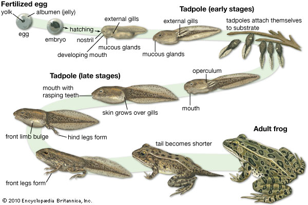 taphole2frog