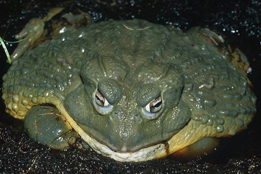 goliath frog 1