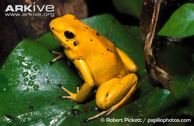 Golden poison frog sitting on leaf