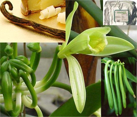 VanillaPlanifolia20