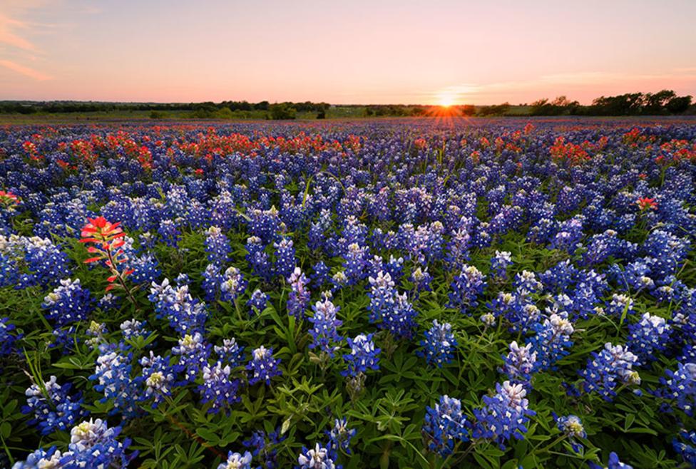 Truyền Thuyết Về Nguồn Gốc Loài Hoa Bluebonnet Ở Texas