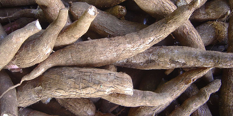 Lá và rễ của cây sắn chứa một lượng lớn độc tố Xyanua. Chất này có khả năng giết chết bạn ngay lập tức nếu vô tình ăn phải chúng.