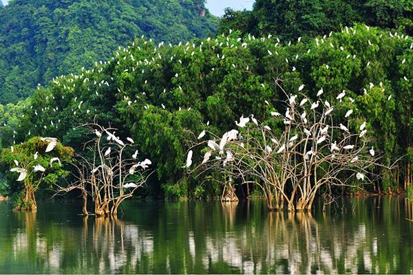 Vườn Quốc Gia U Minh Hạ - TRUNG TÂM XÚC TIẾN ĐẦU TƯ VÀ HỖ TRỢ DOANH NGHIỆP  TỈNH CÀ MAU